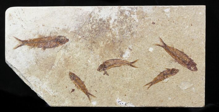 Fossil Fish (Knightia) Multiple Plate - Wyoming #31849
